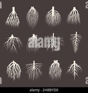 Root-System. Holzwurzeln aus Baum botanische Pflanzen Symbole kriechen Wald aktuellen Vektor-Illustrationen Sammlung Stock Vektor