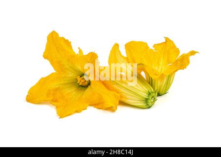 Frische und gesunde Zucchiniblüte auf weißem Hintergrund Stockfoto