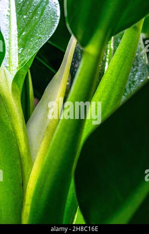 Philodendron in Nahaufnahme. Stockfoto