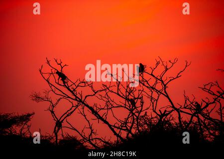 Wilde Tier Silhouette Sonnenuntergang und Farben am Himmel wie Malerei Alarm Grau oder Hanuman langurs oder indische langur oder Affenfamilie auf Baum während Outdoor j Stockfoto