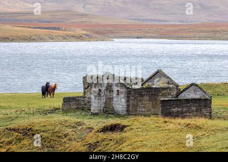 Ein schwarzes und ein kastanienisländisches Pferd, neben einem heruntergewirtschafteten Steinbauernhof. Der Fuß des Kirkjufell Berges ist im Hintergrund. Snaefellsnes P Stockfoto
