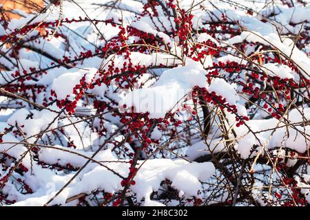 Rote Weißdornbeeren an einem schneebedeckten Busch an einem sonnigen, frostigen Wintertag im Wald. Schneebedeckte Äste mit leuchtend roten Beeren im Winter. Seaso Stockfoto