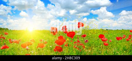 Panoramalandschaft schöner Sonnenuntergang über dem Frühlingsmohn und blauem Himmel. Stockfoto