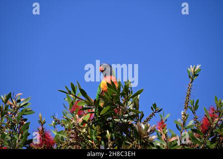 Ein Regenbogenlorikeet, das auf einem Callistemon oder einem Flaschenbürsten, Busch, mit klarem blauen Himmel im Hintergrund thront Stockfoto