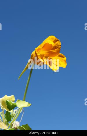 Die gelbe Blume der Brunnenkresse gegen den blauen Himmel Stockfoto