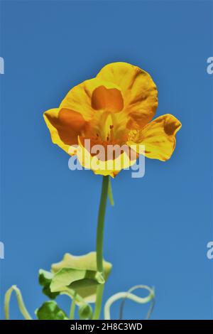 Die gelbe Blume der Brunnenkresse gegen den blauen Himmel Stockfoto