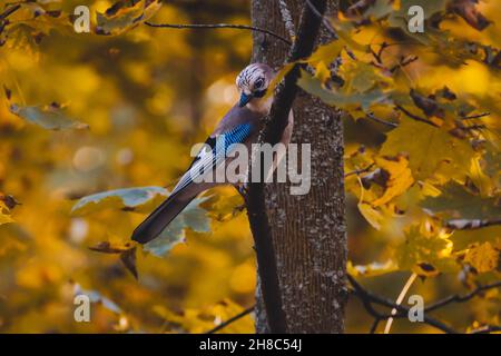 Selektive Fokusaufnahme eines Vogels aus eurasischen eichelhäher, der in einem Herbstwald auf dem Baum thront Stockfoto