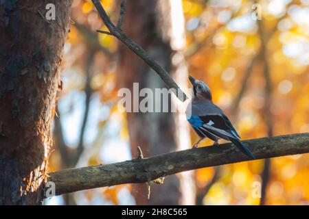 Selektive Fokusaufnahme eines Vogels aus eurasischen eichelhäher, der in einem Herbstwald auf dem Baum thront Stockfoto