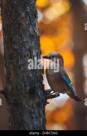 Selektive Fokusaufnahme eines Vogels aus eurasischen eichelhäher, der in einem Herbstwald auf dem Baum thront Stockfoto