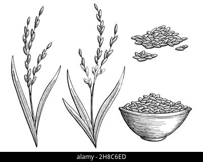 Reis Pflanze Grafik schwarz weiß isoliert Skizze Illustration Vektor Stock Vektor