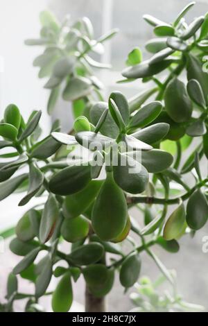 Hauseigener Geldbaum auf dem Fenster. Immergrüne Sukkulenten in einem Topf Nahaufnahme. Das traditionelle Symbol für das Erscheinen des Geldes im Haus. Bonsai Stockfoto