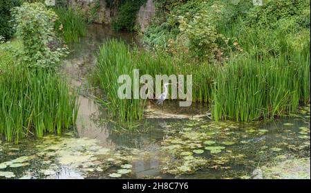 Graureiher, Ardea cinerea ruht sich in Wasser Vogel in Europe.Animals und Wildtiere Hintergrund Stockfoto