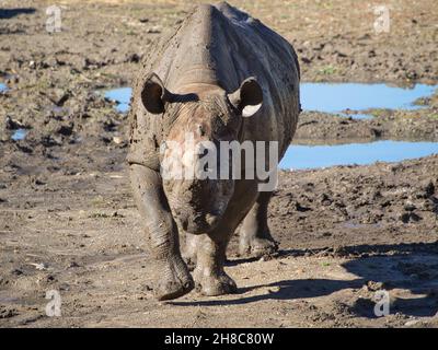 Szenische Aufnahme eines Nashorns im Kansas City Zoo, USA Stockfoto