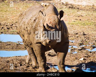 Szenische Aufnahme eines Nashorns im Kansas City Zoo, USA Stockfoto