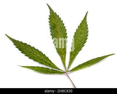 Cannabisblatt isoliert auf weißem Hintergrund Stockfoto