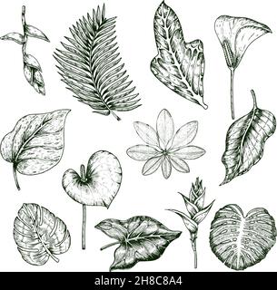Handgezeichnete tropische Pflanzen monochromes Set mit Blättern von Plumeria Palm Hibiskus und Monstera isoliert Vektor-Illustration Stock Vektor