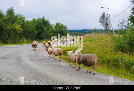 Bergschafe, die auf der Straße spazieren Stockfoto