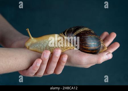 Große braune Schnecke Achatina auf der Hand. Die afrikanische Schnecke, die zu Hause als Haustier angebaut wird und auch in der Kometologie verwendet wird. Tier Seitenansicht auf einem isolierten schwarzen Hintergrund. Kopieren Sie die Spase Stockfoto