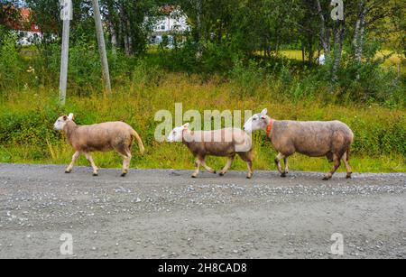 Drei Bergschafe gehen auf der Straße Stockfoto