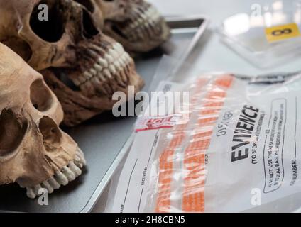 Evidence Bag mit menschlichen lskull in forensischen Labor Mord Untersuchung, konzeptuelles Bild Stockfoto