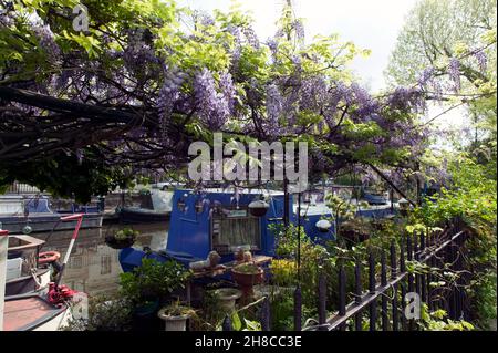 Glyzinie, die auf einem Gitter wächst, über einem Garten am Regents Canal, London Stockfoto