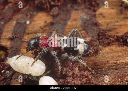 Ameisenkäfer, Europäischer Rotbauchkäfer (Thanasimus formicarius), mit Rindenlarve, Deutschland Stockfoto