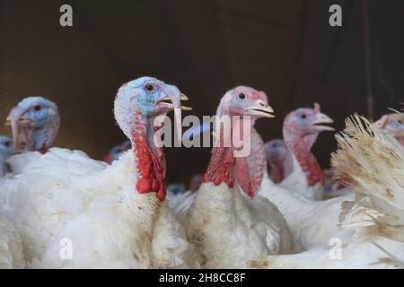 Gemeiner truthahn (Meleagris gallopavo), truthahn-Mast für die Fleischproduktion Stockfoto