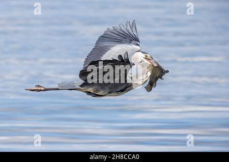 Graureiher (Ardea cinerea), fliegend mit einer abgepreuten Schleie im Schnabel, Seitenansicht, Deutschland, Bayern Stockfoto