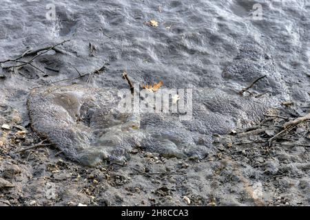 Prachtvoller Bryozoan (Pectinatella magnifica), große Kolonie am Grund eines auslaßenden Teiches, Deutschland, Bayern Stockfoto