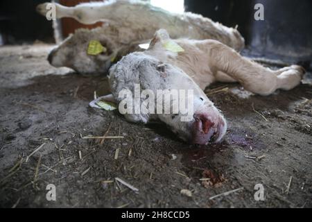 Hausrinder (Bos primigenius f. stier), totes Kalb, das in einem Stall auf dem Boden liegt Stockfoto