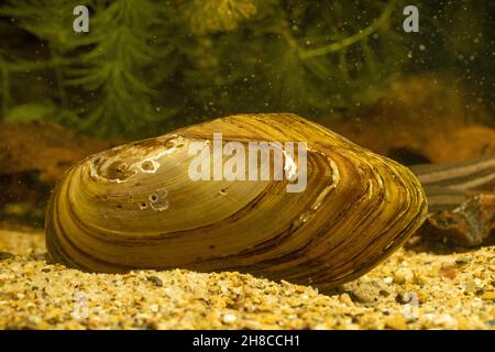 Gemeine Teichmuschel, Entenmuschel (Anodonta anatina), auf dem Boden Stockfoto