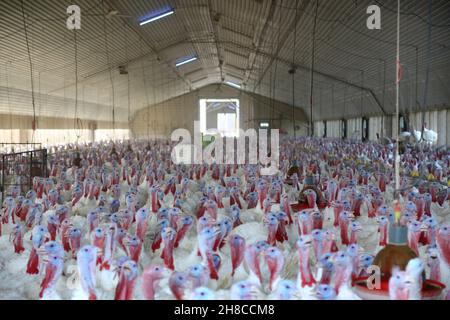 Gemeiner truthahn (Meleagris gallopavo), truthahn-Mast für die Fleischproduktion, intensive Tierhaltung Stockfoto