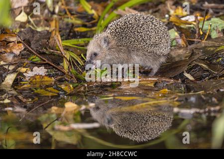 Westlicher Igel, Europäischer Igel (Erinaceus europaeus), am Teichufer trinkend, Spiegelung, Deutschland, Bayern Stockfoto