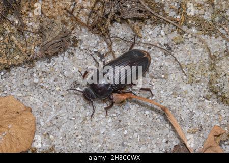 Gelber Mehwurmkäfer (Tenebrio molitor), auf sandigen Boden, Deutschland Stockfoto