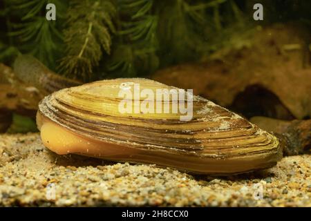 Gemeine Teichmuschel, Entenmuschel (Anodonta anatina), mit sichtbarem Fuß Stockfoto