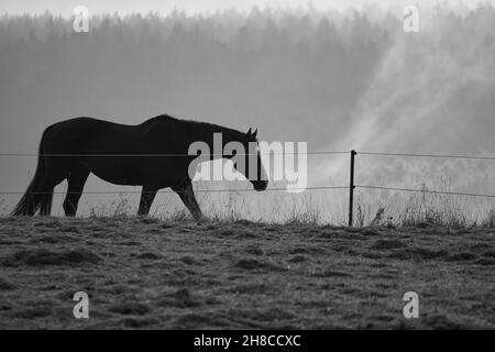 Pferd im Saarland auf einer Wiese mit Nebel im Wald. Herbstliche Stimmung, die zum Wandern einlädt Stockfoto