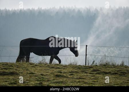 Pferd im Saarland auf einer Wiese mit Nebel im Wald. Herbstliche Stimmung, die zum Wandern einlädt Stockfoto