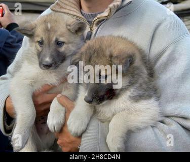 Alaskan Husky (Canis lupus f. familiaris), junge Huskies werden befreit, Tierhorten, Deutschland Stockfoto