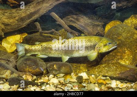 Bachforelle, Flussforelle, Bachforelle (Salmo trutta fario), Schutzfärbung vor Totholz, Deutschland Stockfoto