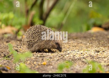 Westlicher Igel, Europäischer Igel (Erinaceus europaeus), junger Igel im Herbst, vereinzelte Vogelsaat fressend, Deutschland, Bayern Stockfoto