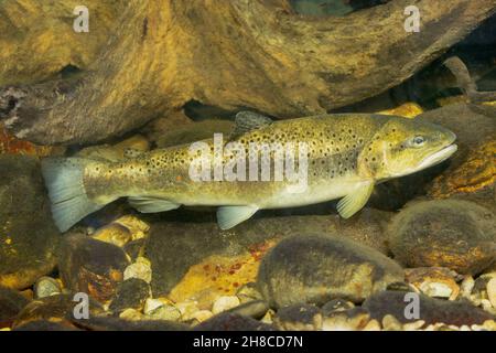 Bachforelle, Flussforelle, Bachforelle (Salmo trutta fario), Schutzfärbung vor Totholz, Deutschland Stockfoto