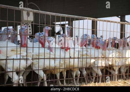 Gemeiner truthahn (Meleagris gallopavo), truthahn-Mast für die Fleischproduktion, intensive Tierhaltung Stockfoto