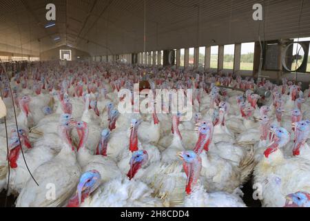 Gemeiner truthahn (Meleagris gallopavo), truthahn-Mast für die Fleischproduktion, intensive Tierhaltung Stockfoto