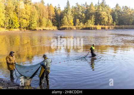 Fischzuchtteich, Angeln im Auslassteich mit Sehnen, Deutschland, Bayern, Tirschenreuther Teichpfanne, Tirschenreuth Stockfoto