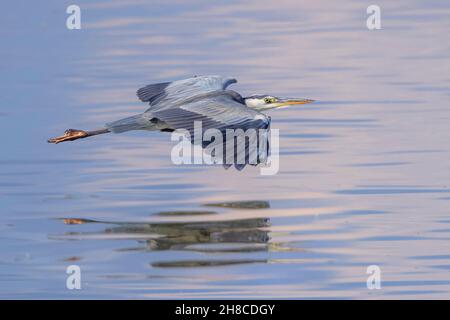 Graureiher (Ardea cinerea), gleitend nahe der Wasseroberfläche über einem See, Seitenansicht , Deutschland, Bayern Stockfoto