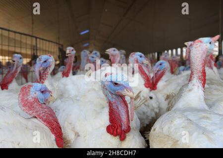 Gemeiner truthahn (Meleagris gallopavo), truthahn-Mast für die Fleischproduktion, intensive Tierhaltung Stockfoto