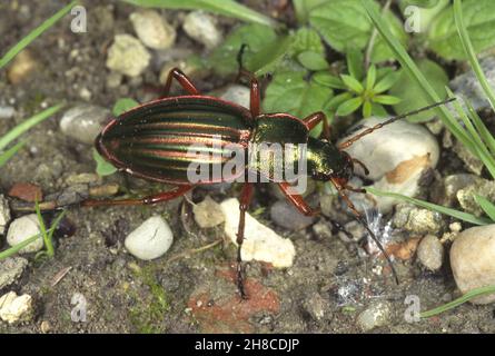 Goldener Bodenkäfer, gilt Bodenkäfer (Carabus auratus), Draufsicht, Deutschland Stockfoto