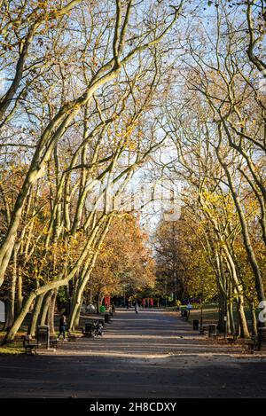 Plane Trees Avenue, Crystal Palace Park, London, England, Großbritannien Stockfoto
