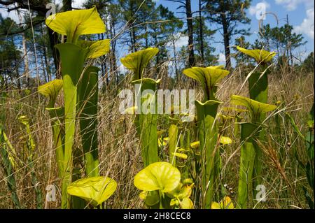 Sarracenia flava ssp. Flava, die gelbe Kannenpflanze, North Carolina, USA Stockfoto