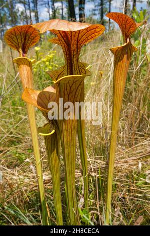 Rote geägte Krug von Sarracenia flava var. ornata, der gelben Krug-Pflanze mit rotem Deckel, North Carolina, USA Stockfoto